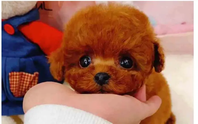 realistic dog teddy